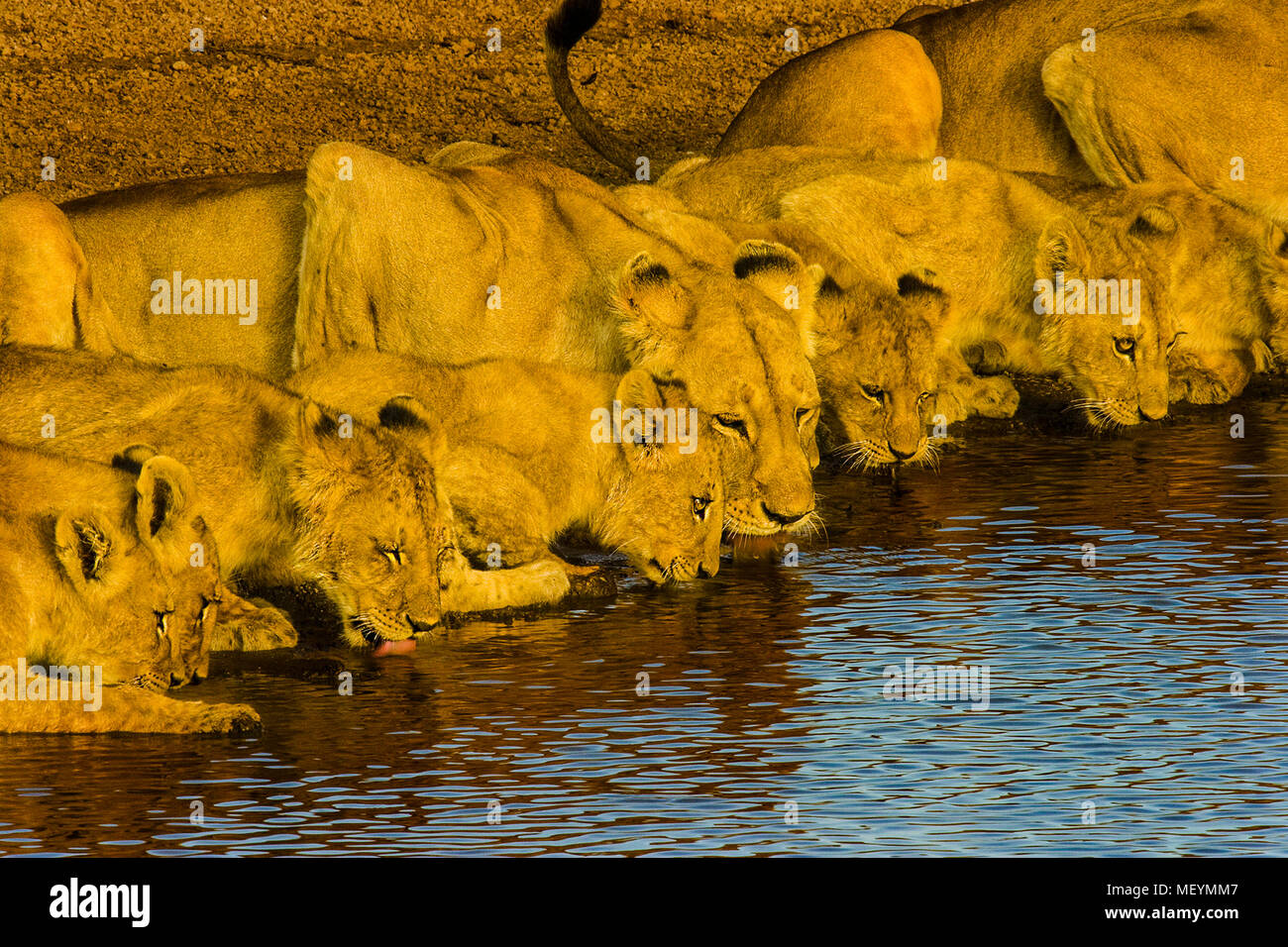 Lion pride, cubs and adults, drinking from a waterhole, Serengeti National Park, Tanzania. Lion population across African continent has plummeted from Stock Photo