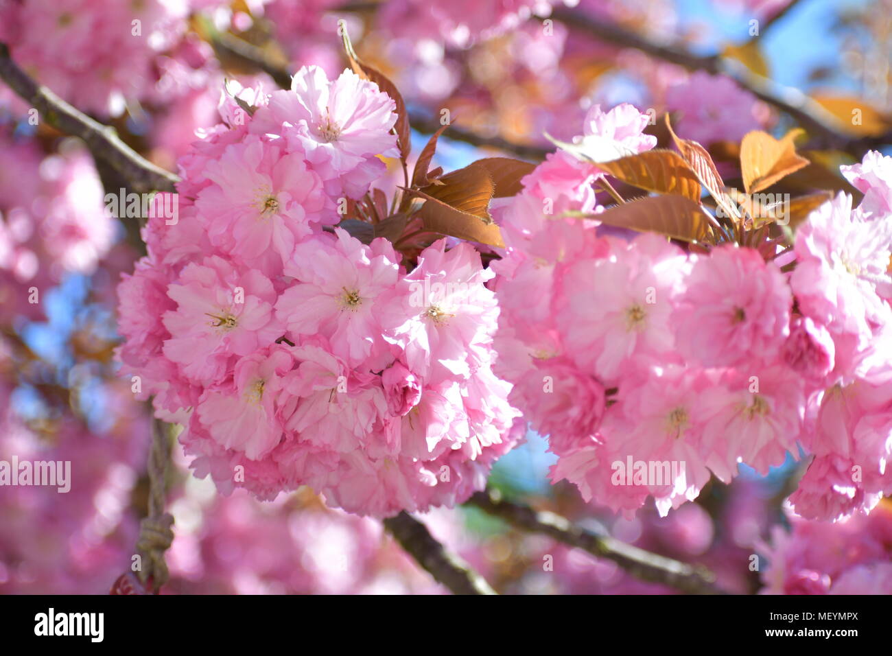 Apple tree in full bloom Stock Photo Alamy