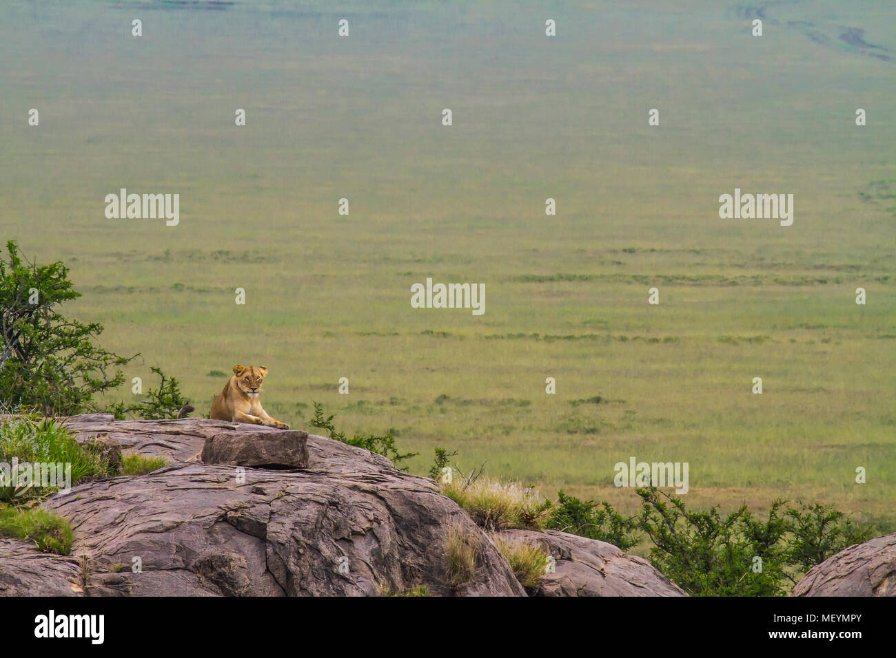 Lioness lays in wait for prey atop a kopje (rock outcropping), Serengeti National Park, Tanzania. Lion population across African continent has plummet Stock Photo