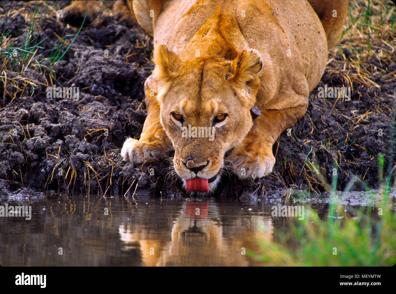 Lioness drinking from a waterhole, Serengeti National Park, Tanzania. Lion population across African continent has plummeted from 200,000 in 1980s to  Stock Photo