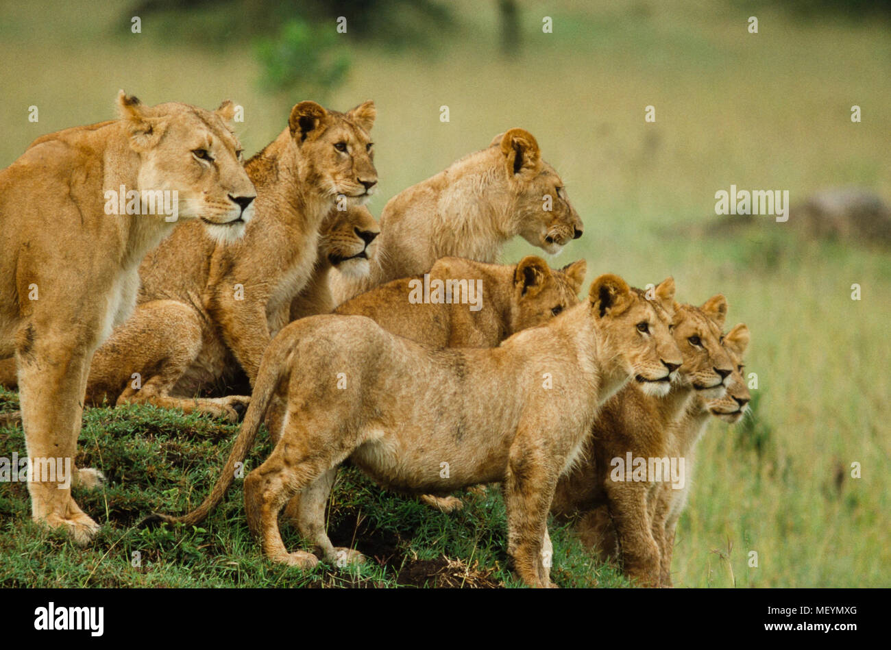 Lion pride, cubs and adults,  Serengeti National Park, Tanzania. Lion population across African continent has plummeted from 200,000 in 1980s to less  Stock Photo