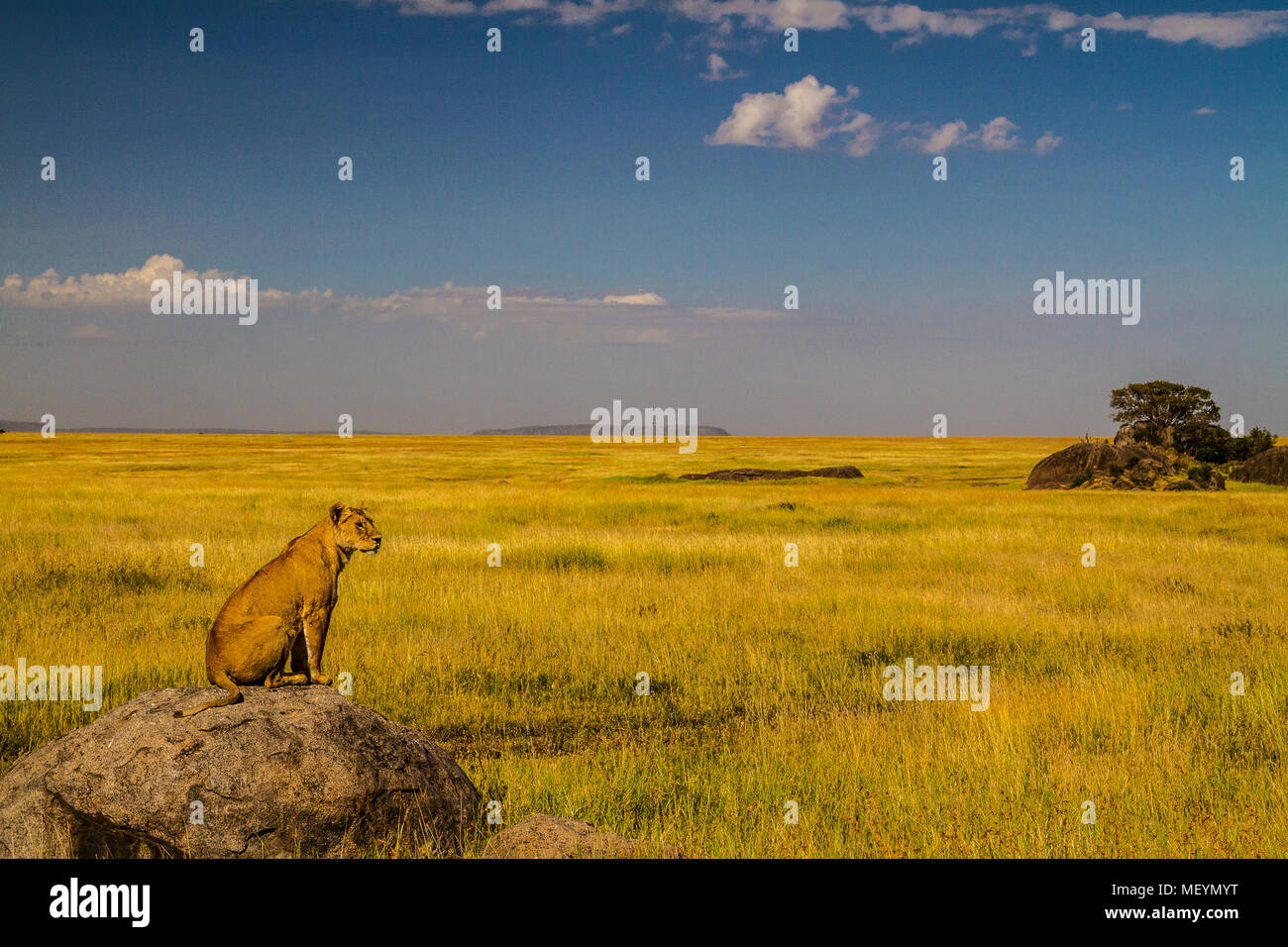 Lioness looking for possible breakfast, Semetu Kopjes, Serengeti National Park, Tanzania. Lion population across African continent has plummeted from  Stock Photo