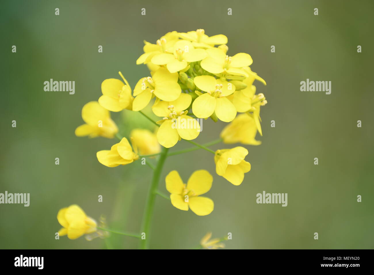 Cluster of tiny yellow flowers growing in an overgrown garden Stock Photo