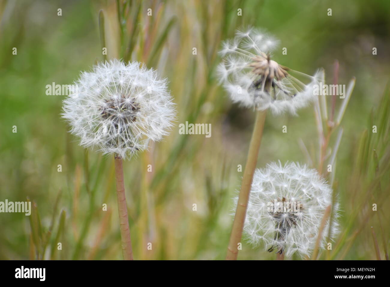 Dandelions, or wishes as we call them at this stage, in our garden before we cleared it for the growing season. Stock Photo