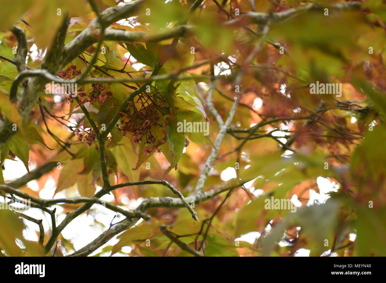 View from underneath a Japanese Maple Tree Stock Photo