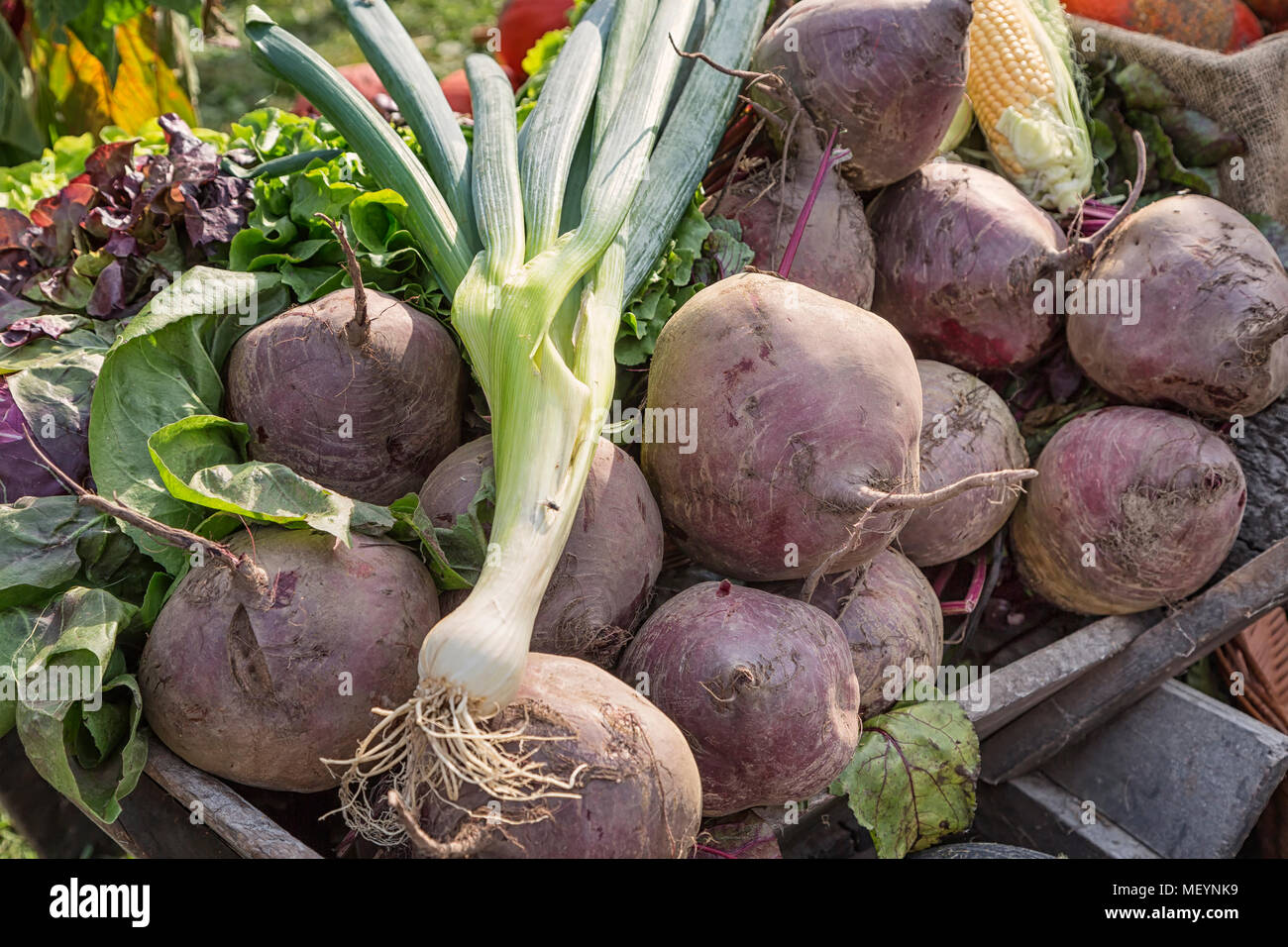 harvested beetroots Stock Photo