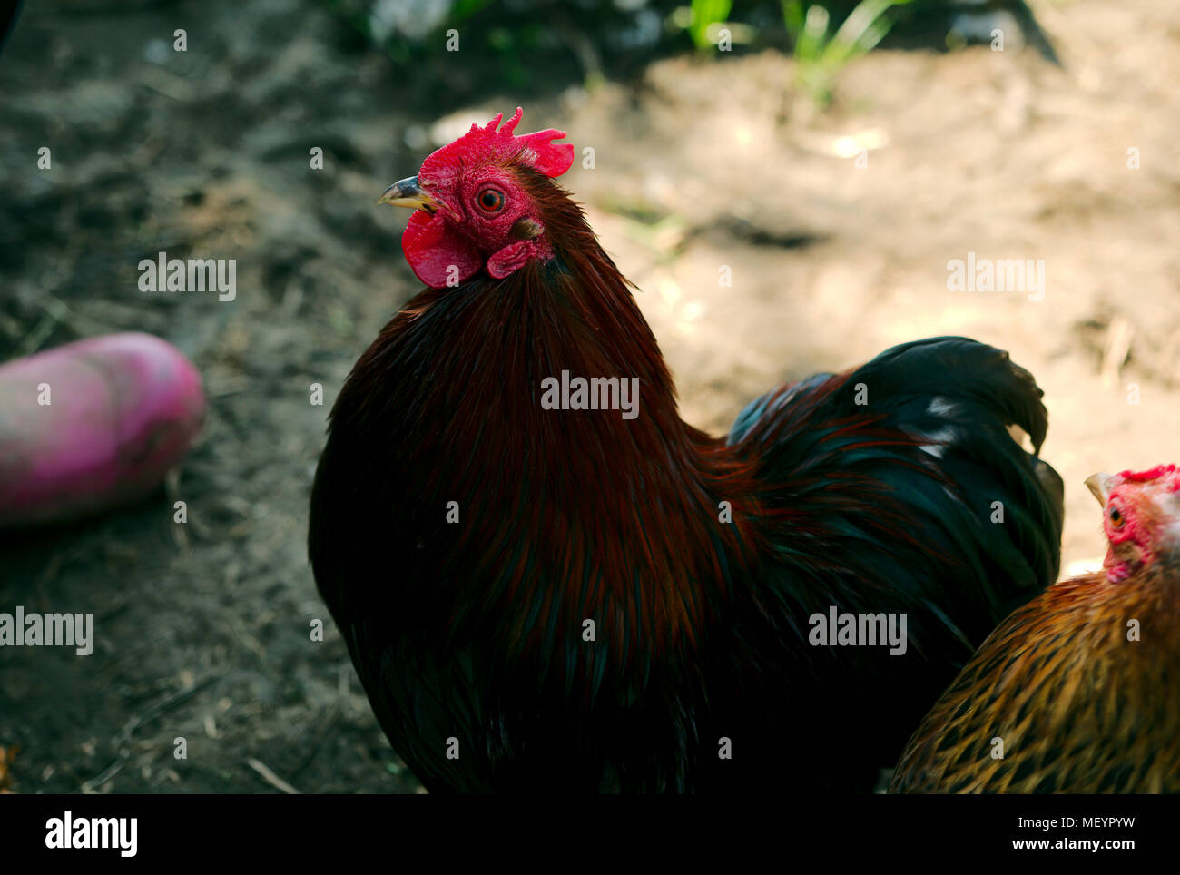 bantam cockerel Stock Photo - Alamy