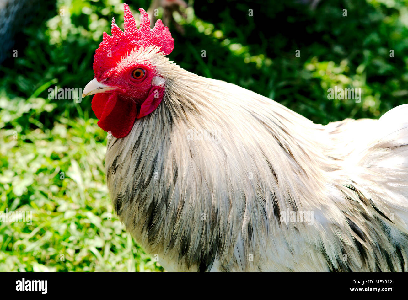 bantam cockerel Stock Photo - Alamy