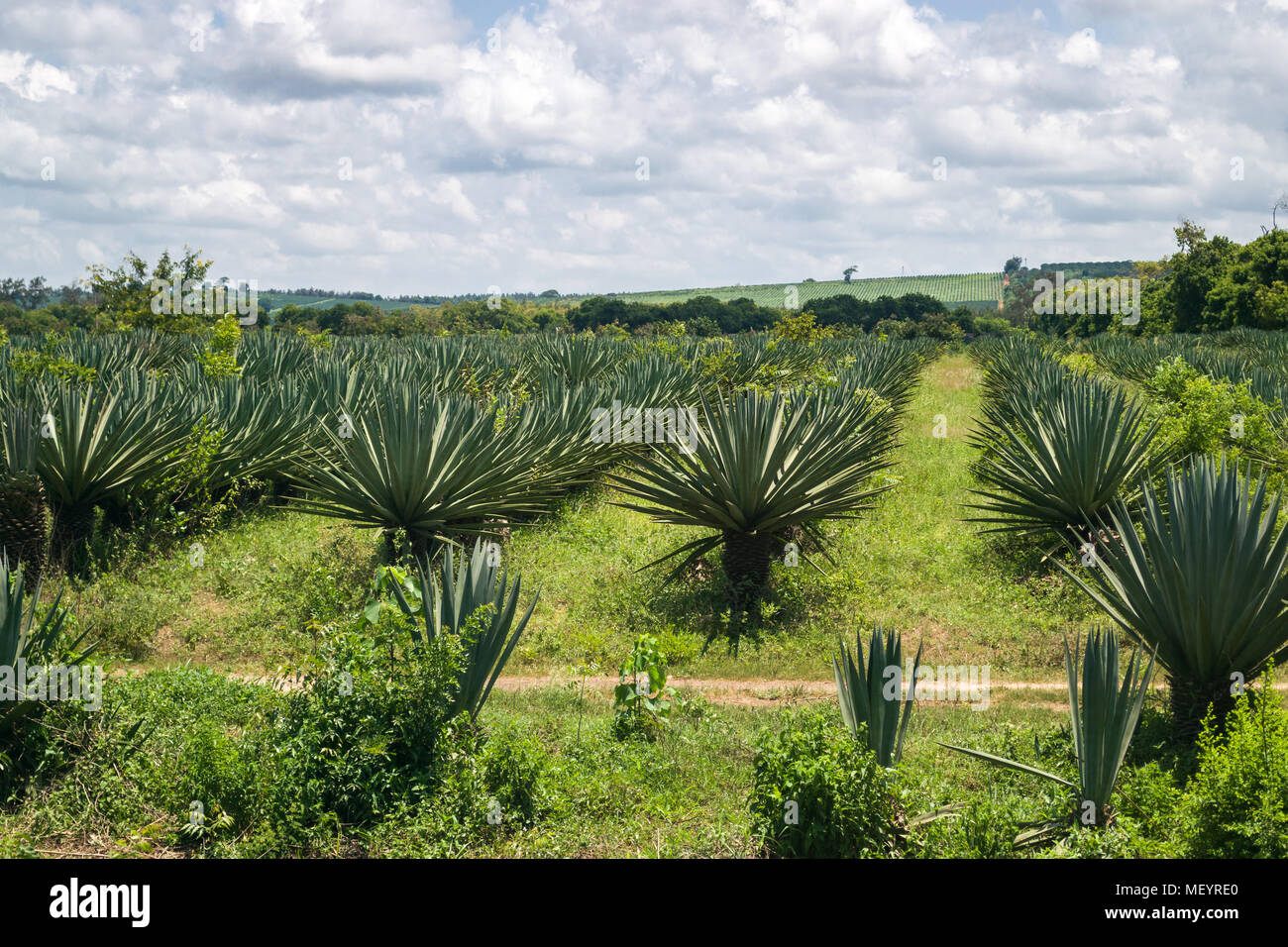 Sisal plantation hires stock photography and images Alamy