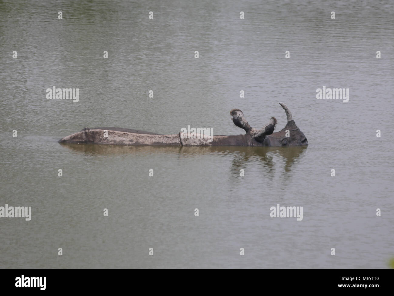 Rhino cooling off in the water - at Kaziranga Stock Photo