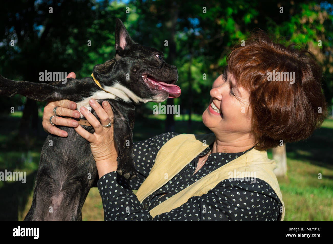 Portrait of smiling, cheerful woman hold, kissing pet, room dog. Black, active, inquisitive french bulldog. Caucasian, elderly mom, housewife looks to Stock Photo