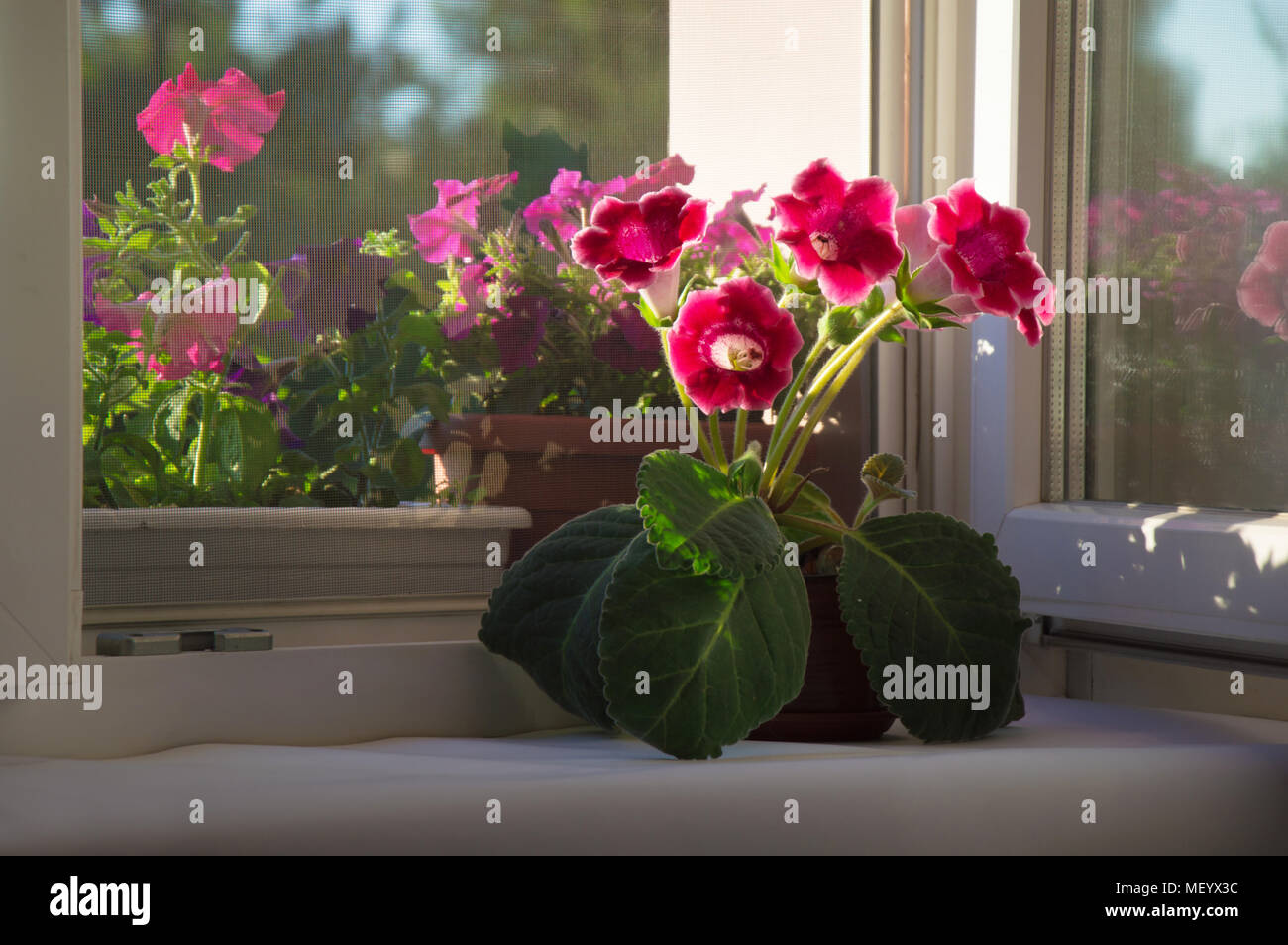 photo in full growth red, pink flower gloxinia, campanula, Sinningia in the pot on the window in home interior. kind: Gesneriaceae, perennis, pusilla. Stock Photo
