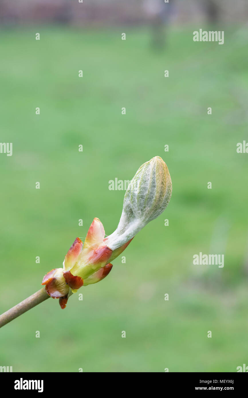 Aesculus Hippocastanum. Horse chestnut leaves emerging from the bud in