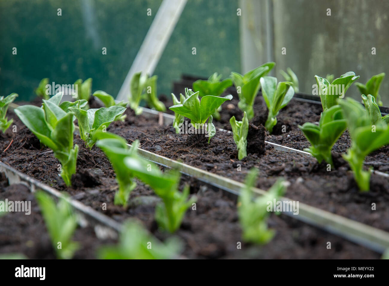 Broad beans and peas germinating in a greenhouse using rainwater