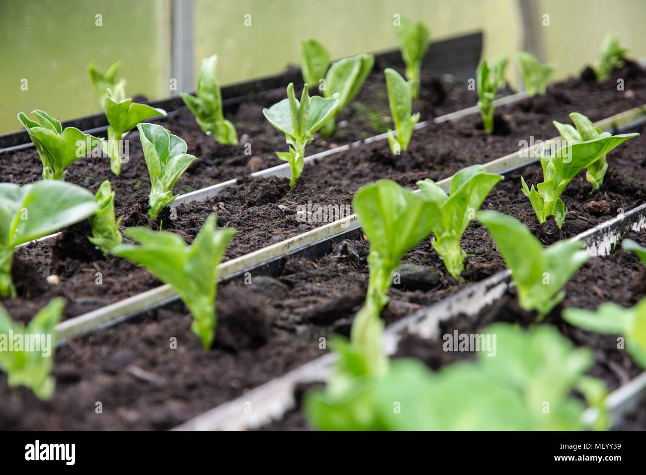 Broad beans and peas germinating in a greenhouse using rainwater