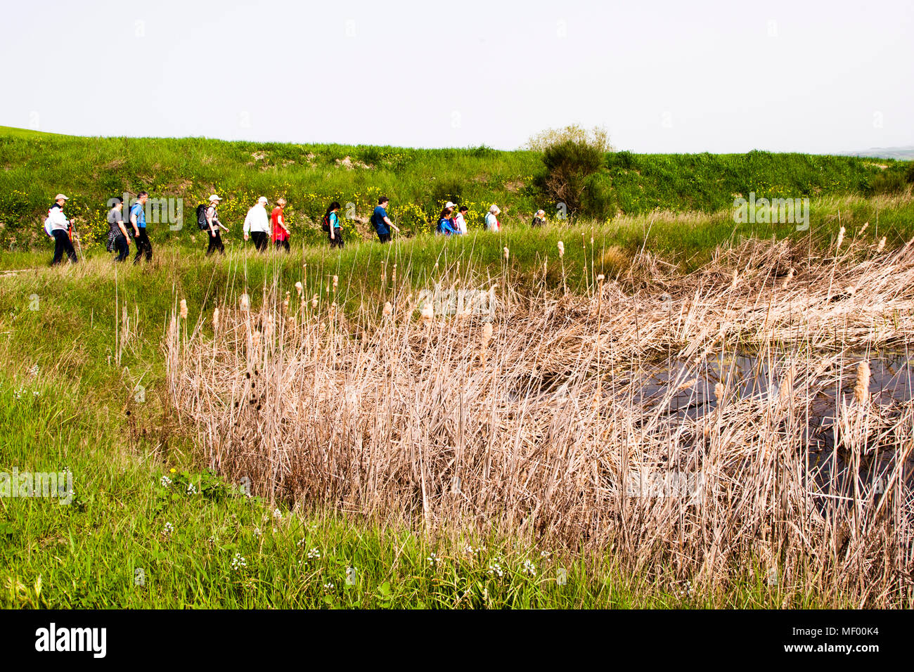 The fields still green, the olive trees still brown. The best time to go hiking. Tuscan landscape in spring, green fields, cypreses and olive trees, hiking in Tuscany, Val d'orcia Italy, UNESCO World Heritage Stock Photo