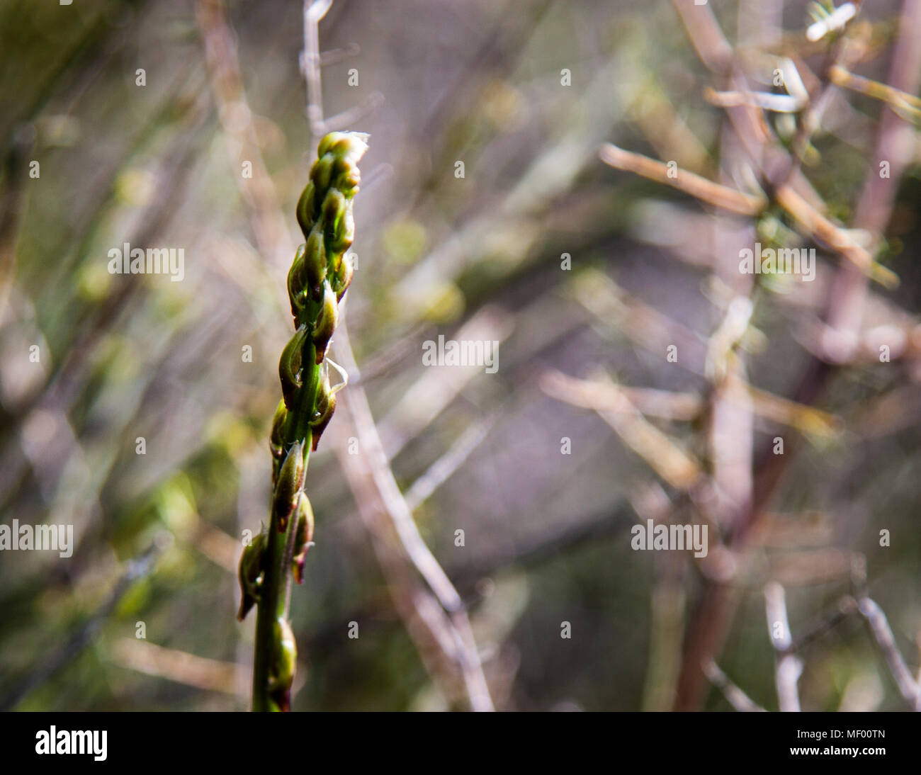 Young asparagus shoots amidst the woody asparagus herb, of the indicator plant. Foraging the wild asparagus means collecting a delicacy in Tuscany, Italy. It is precious and rare like truffles Stock Photo