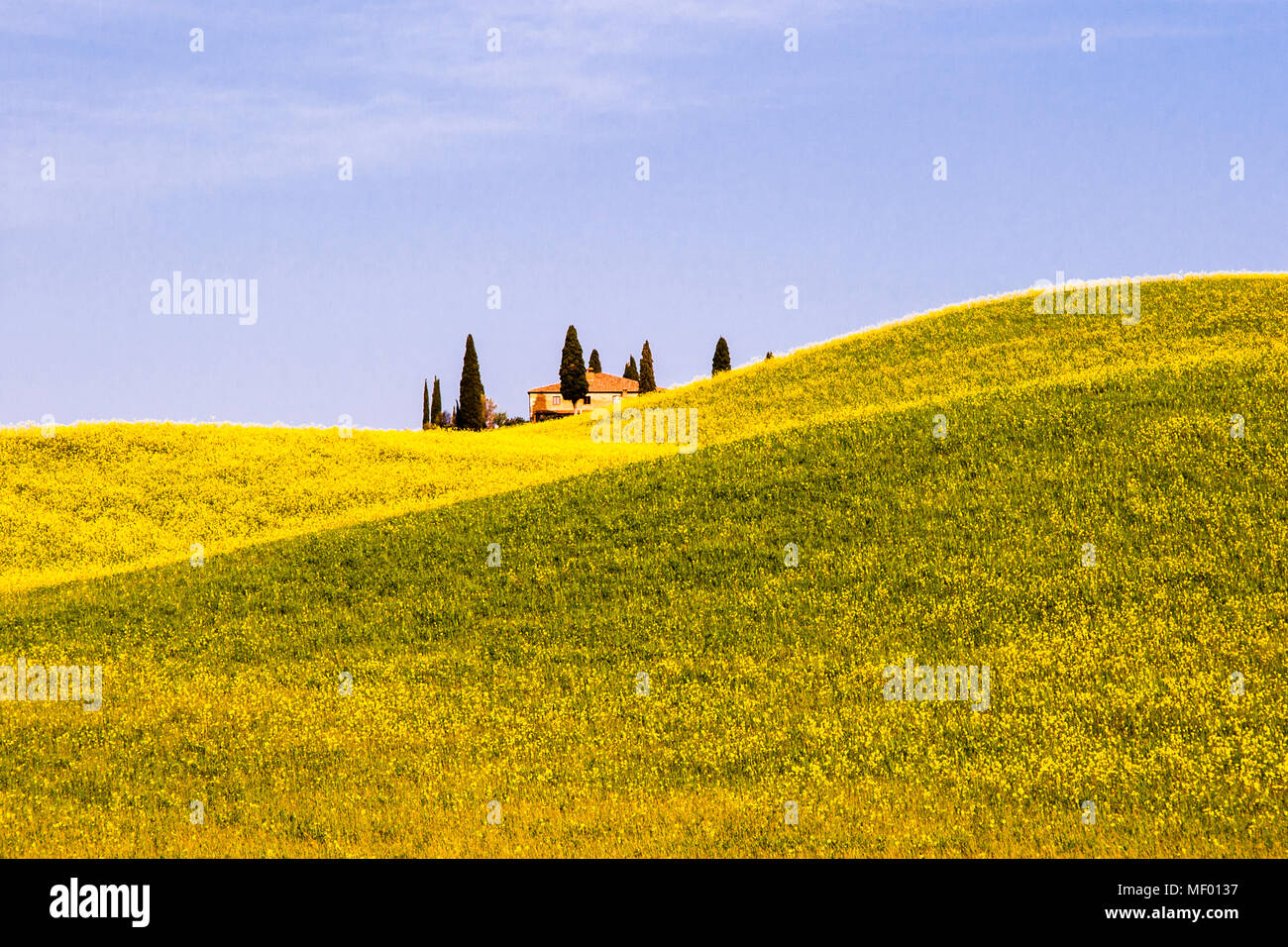 Tuscan property in spring, green fields, cypreses and olive trees, hiking in Tuscany, Val d'orcia Italy, UNESCO World Heritage. Country house in Tuscany landscape with rape field in bloom Stock Photo