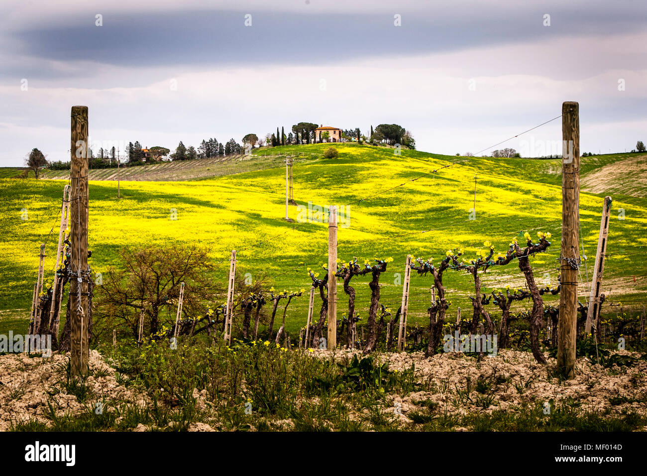 Tuscan landscape in spring, green fields, cypreses and olive trees, hiking in Tuscany, Brunello vines near Montalcino, Italy Stock Photo