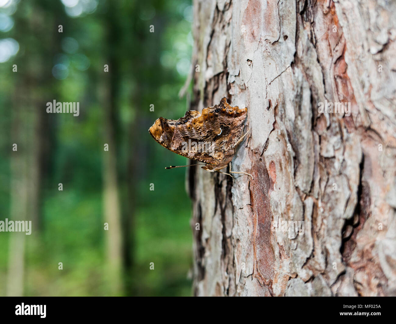 Eastern comma butterfly resting on the side of a pine tree. Stock Photo