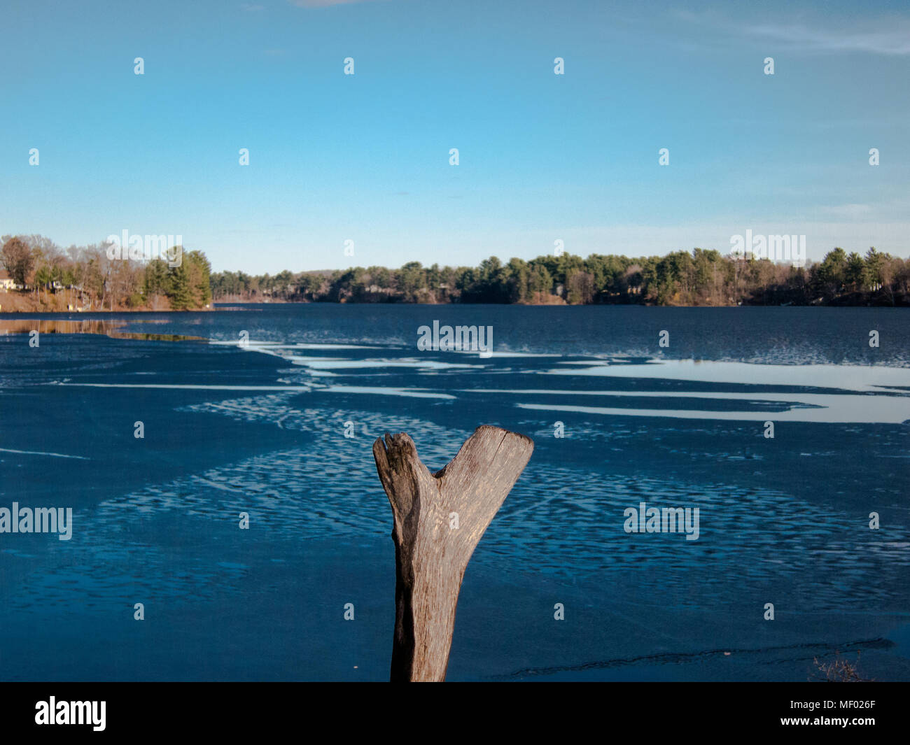 Tree stump stands alone over looking cold lake in spring. Stock Photo
