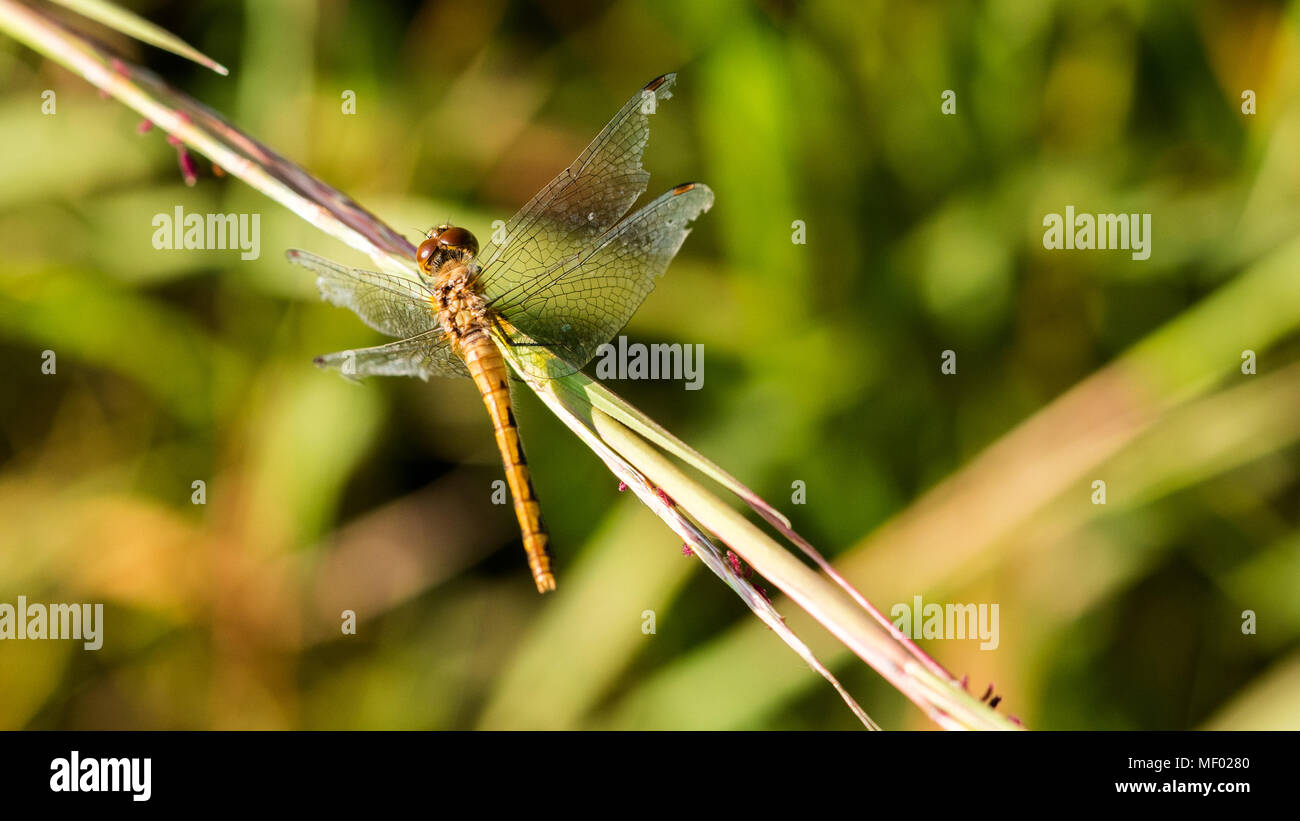 Ruby meadowhawk dragonfly resting on a prairie grass at sunset. Stock Photo
