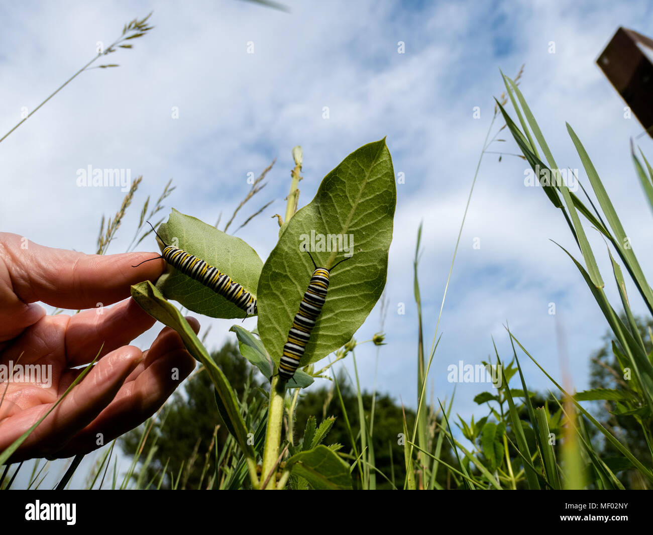 Monarch caterpillars eating milkweed on the prairie Stock Photo Alamy