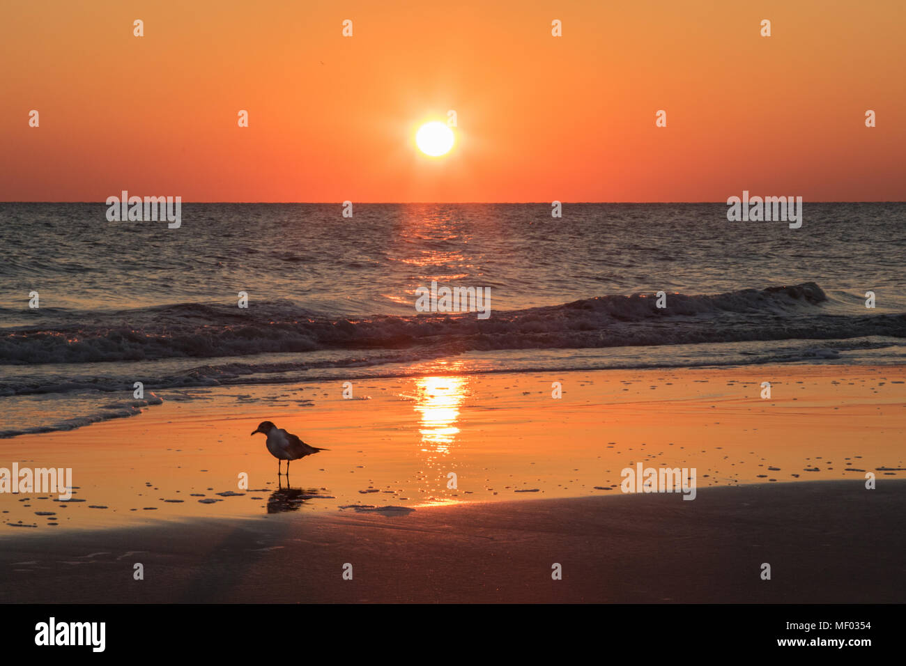 Bird Waiting Stock Photo