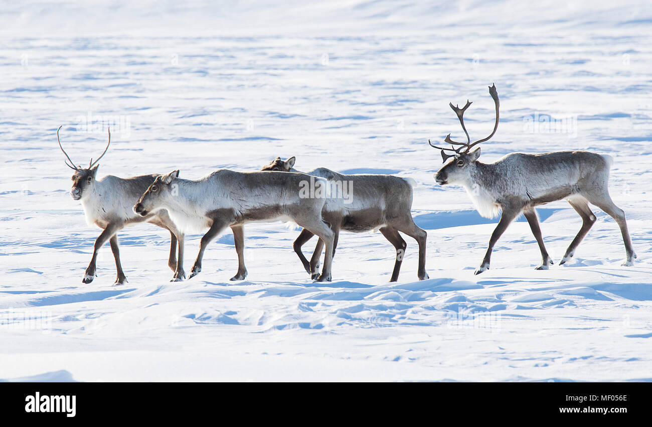 Caribou Tundra
