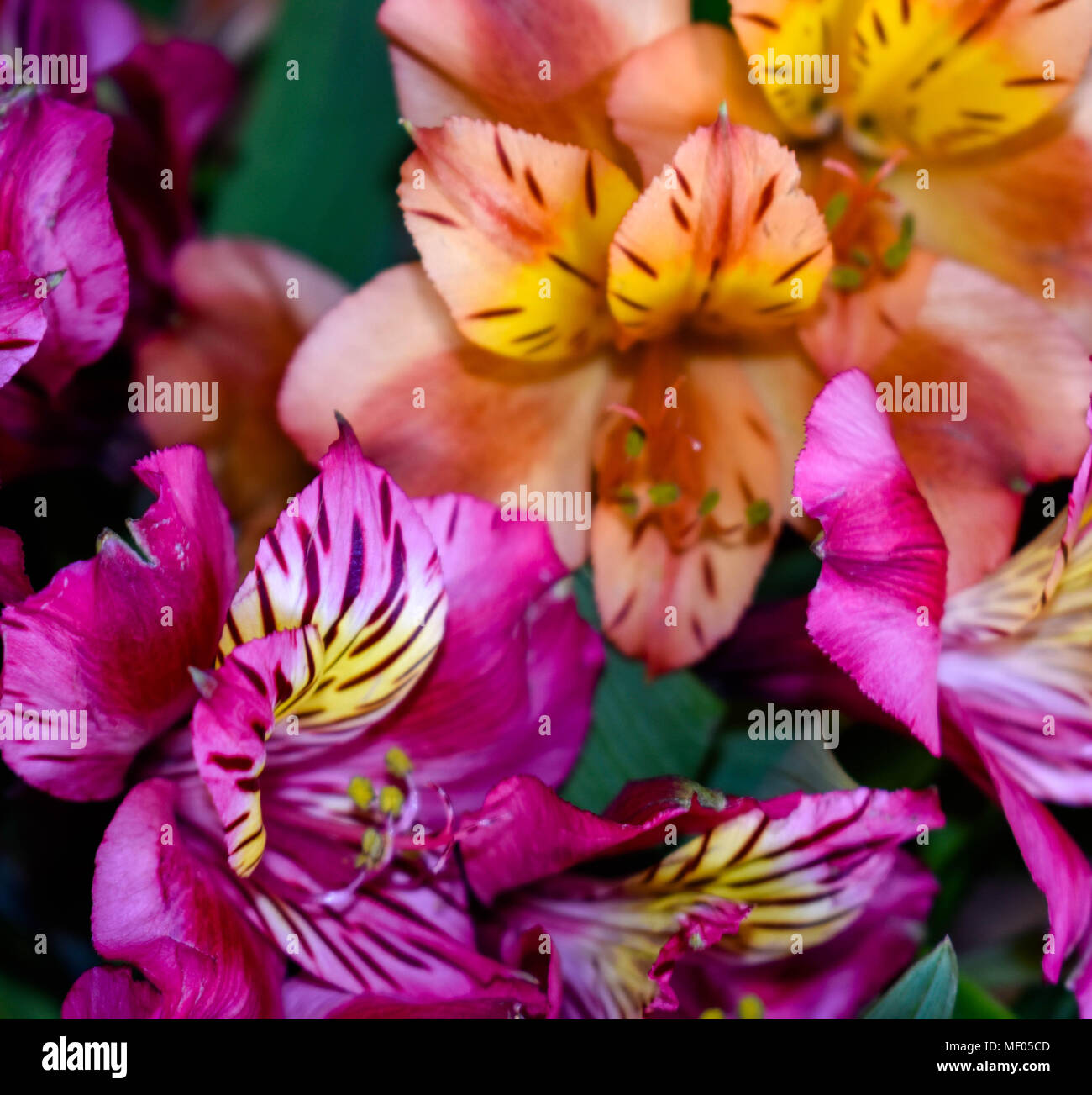 Beautiful fresh orange flowers hires stock photography and images Alamy