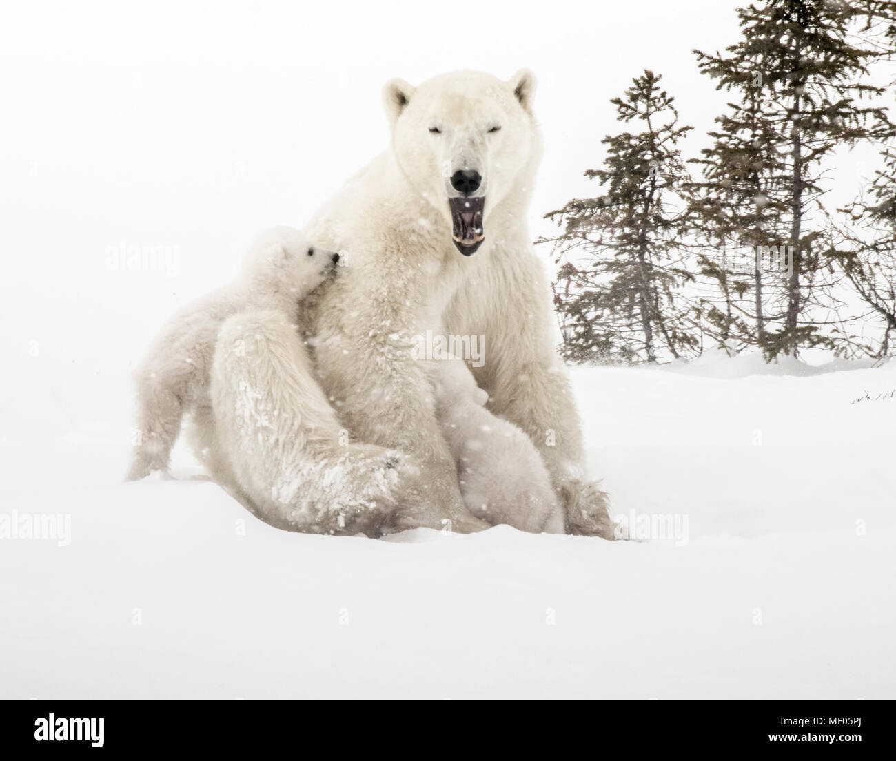 Polar bear mom and cubs hi-res stock photography and images - Alamy
