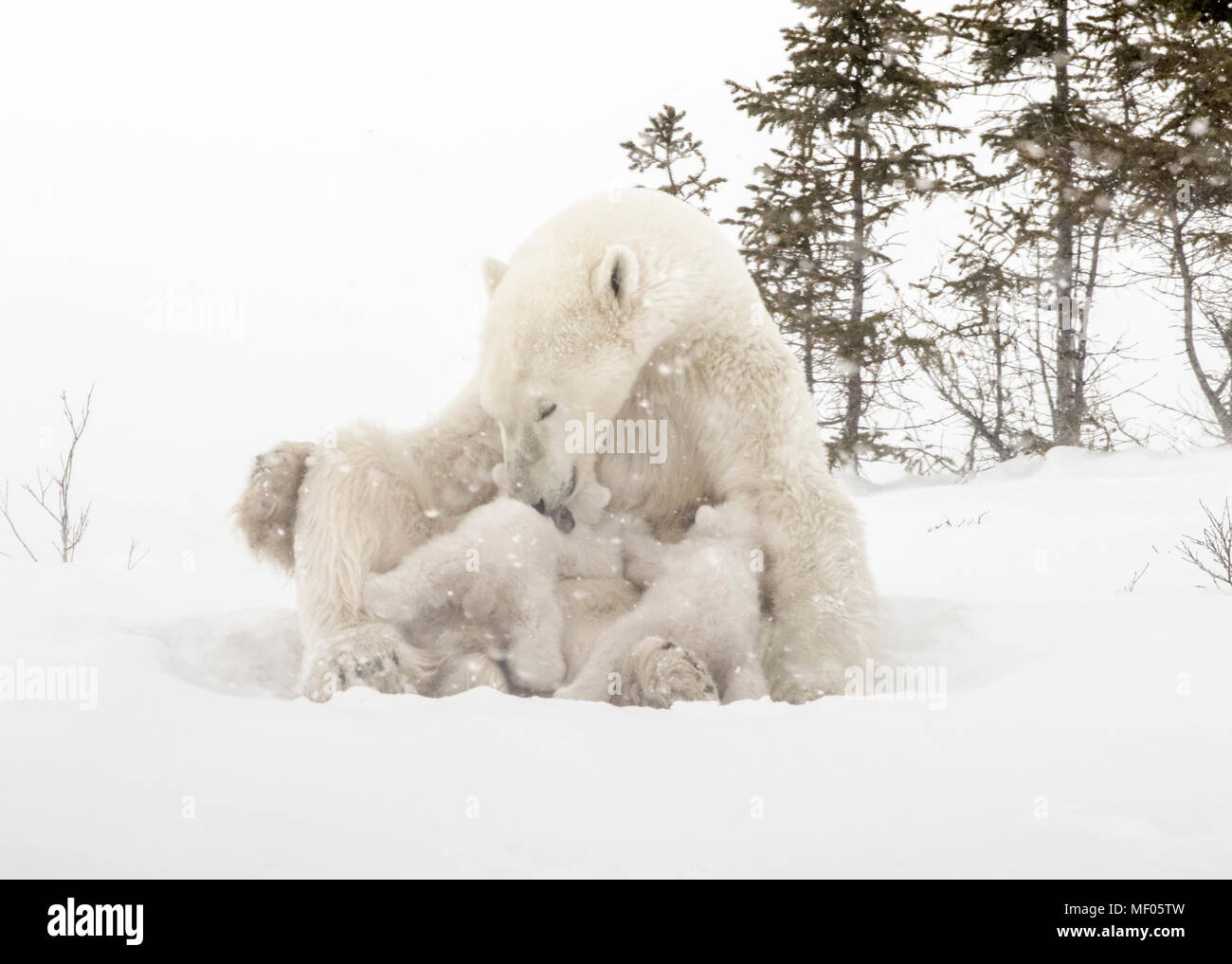 Polar bear mother nursing her cubs near the denning area of Wapusk National Park, Manitoba, Canada. Stock Photo