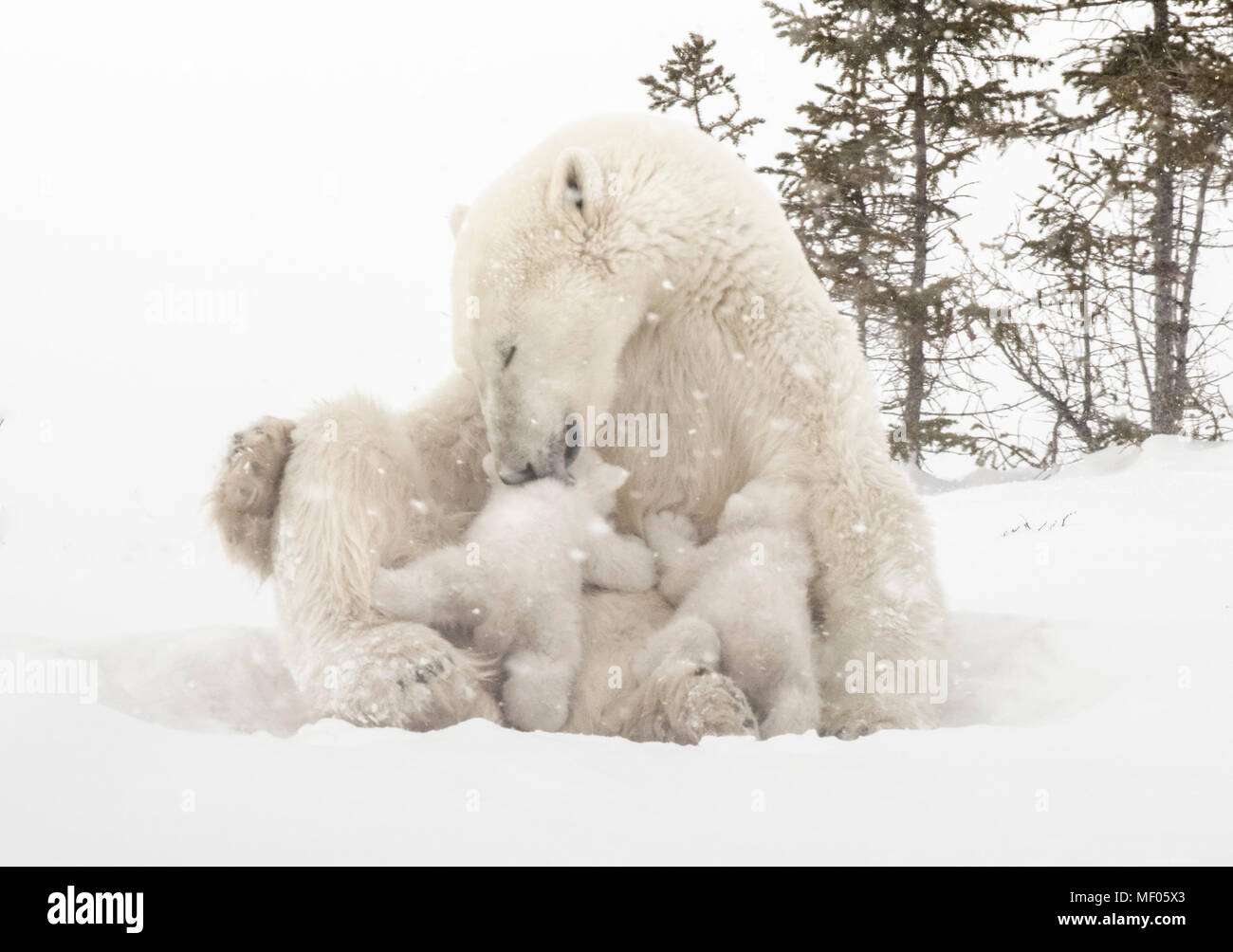 Polar bear mother nursing her cubs near the denning area of Wapusk National Park, Manitoba, Canada. Stock Photo