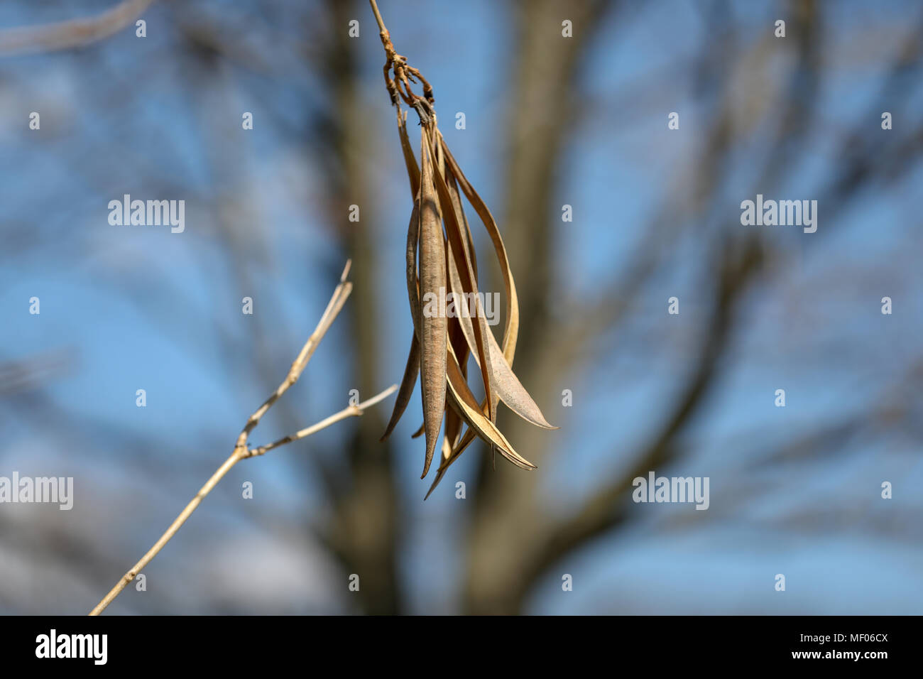 close up image of large seeds hanging from tree Stock Photo