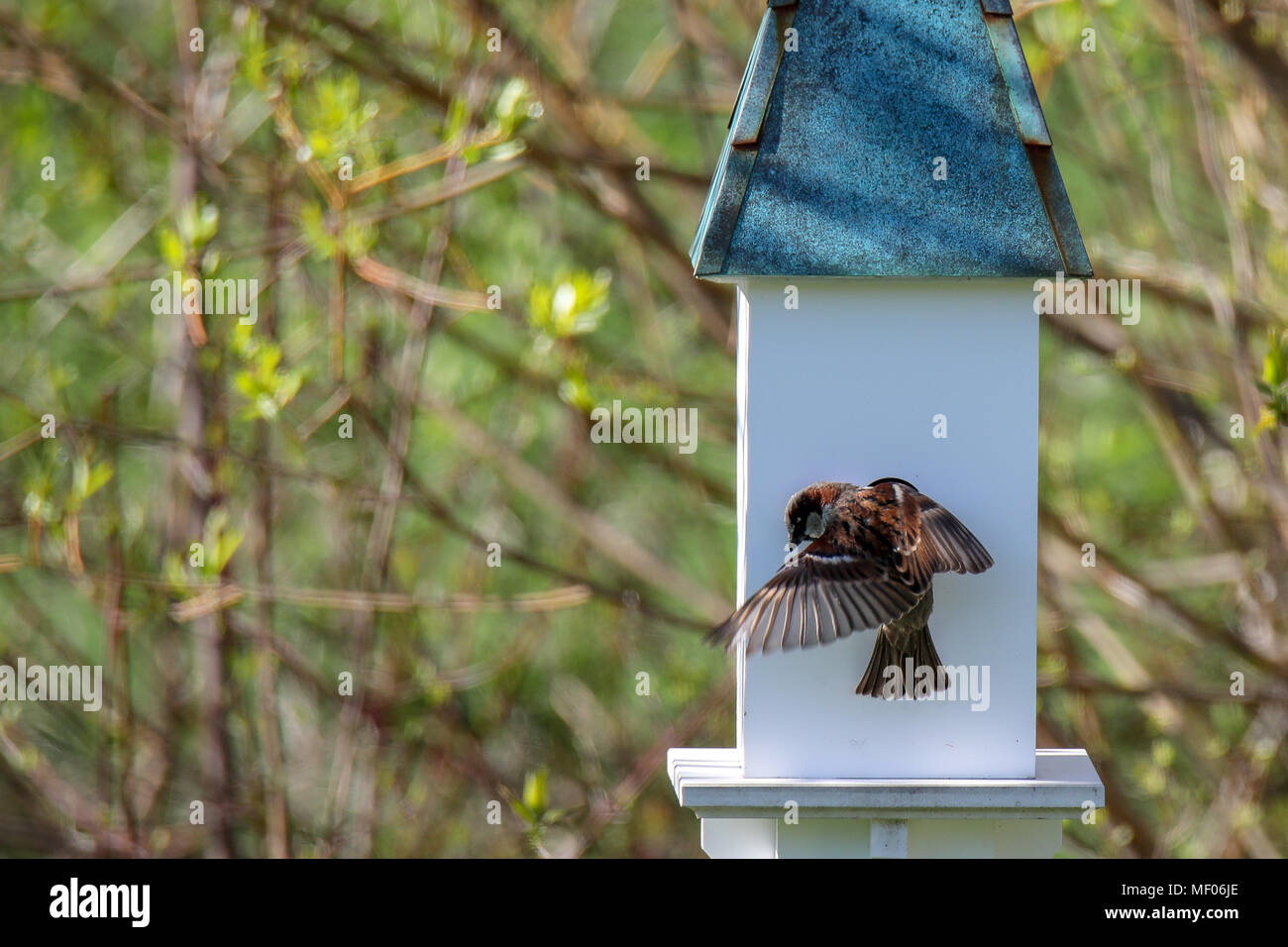 Bird feeding babies in bird house Stock Photo