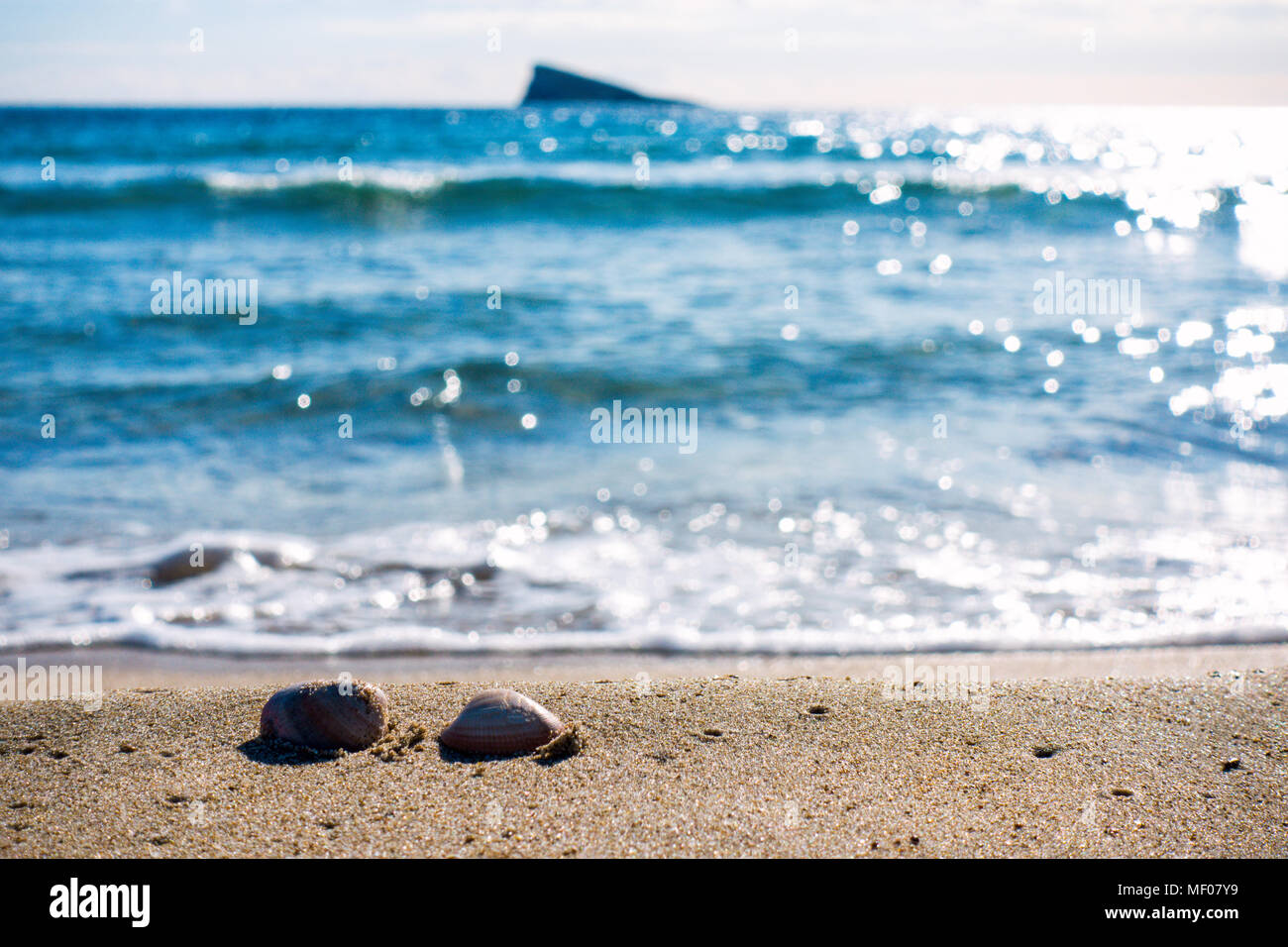 Shells on the beach Stock Photo