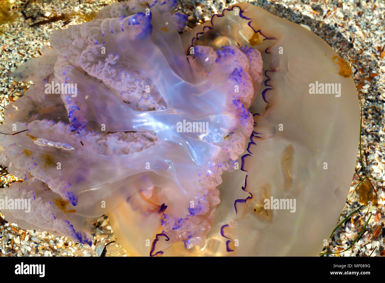 Jellyfish (Rhizostoma) float in water on sea at sun summer day. Close