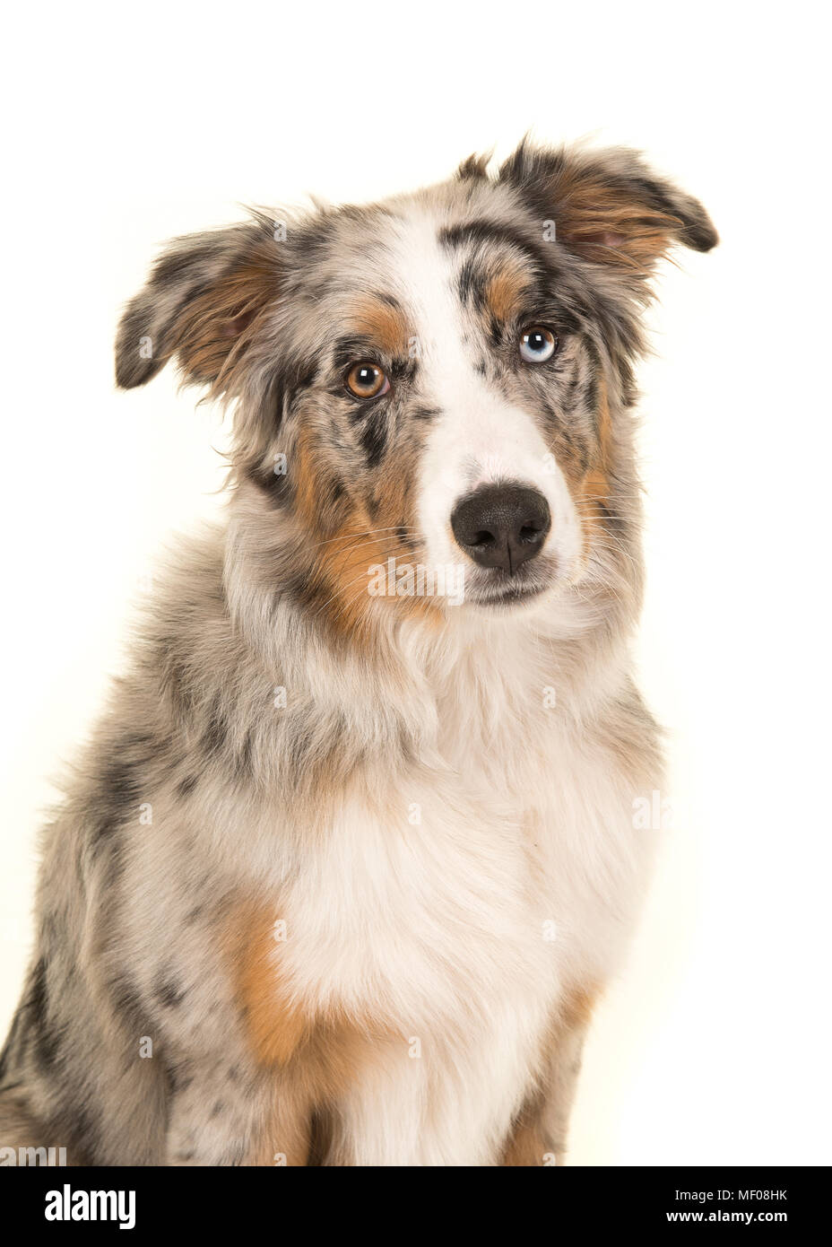 Blue eyed merle dog best sale