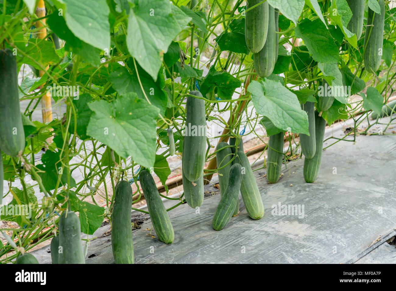 Cucumber harvest on field cucumber hi-res stock photography and images