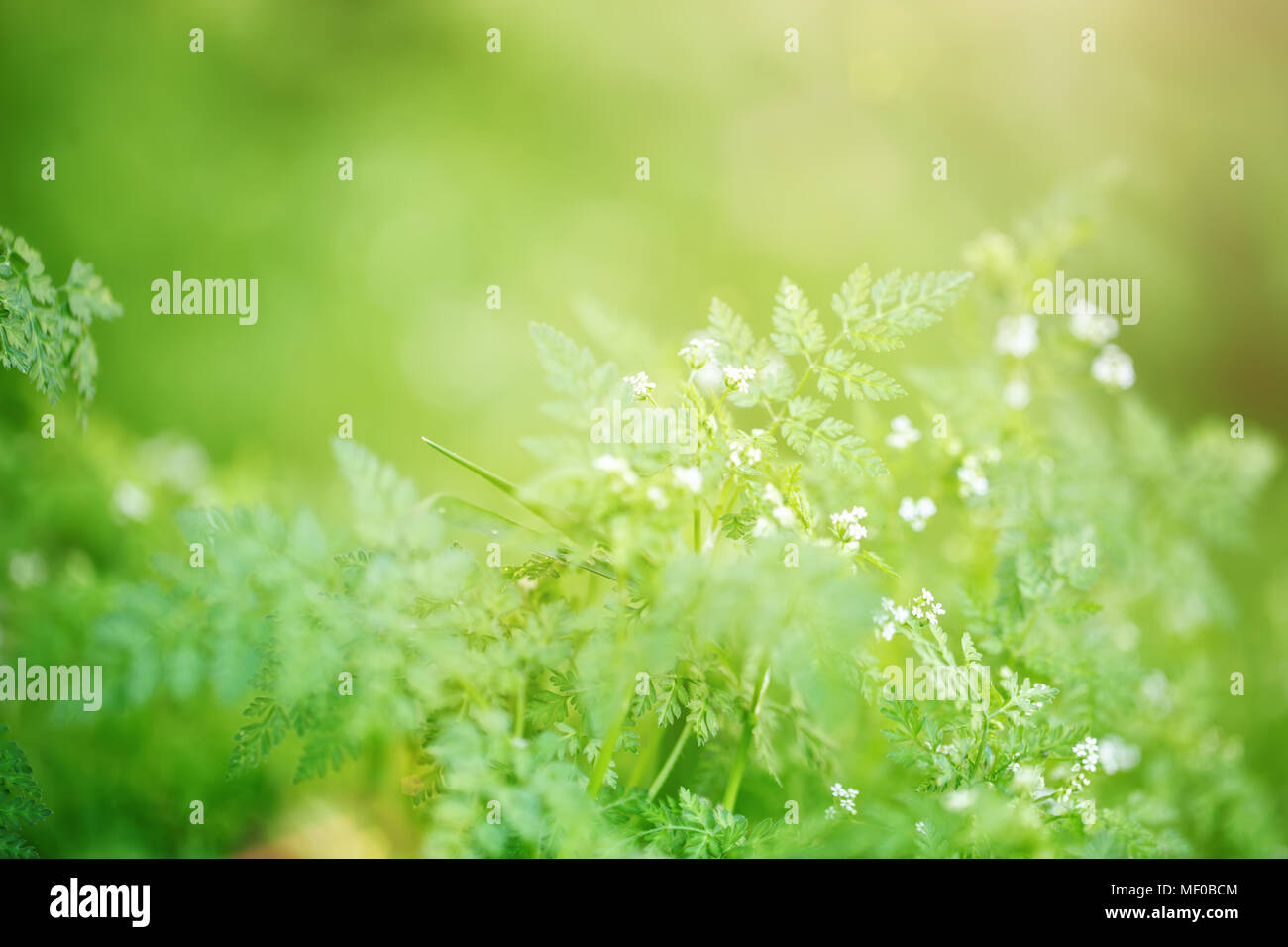 Spring green grass on meadow for background Stock Photo - Alamy
