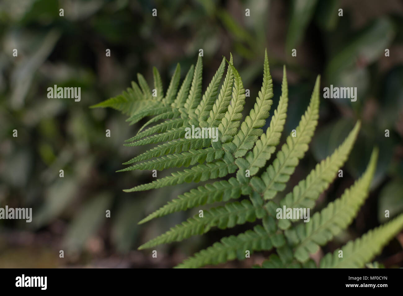 Soft Shield Fern leaf  on garden or wood– polystichum setiferum “Plumosomultilobum” Stock Photo