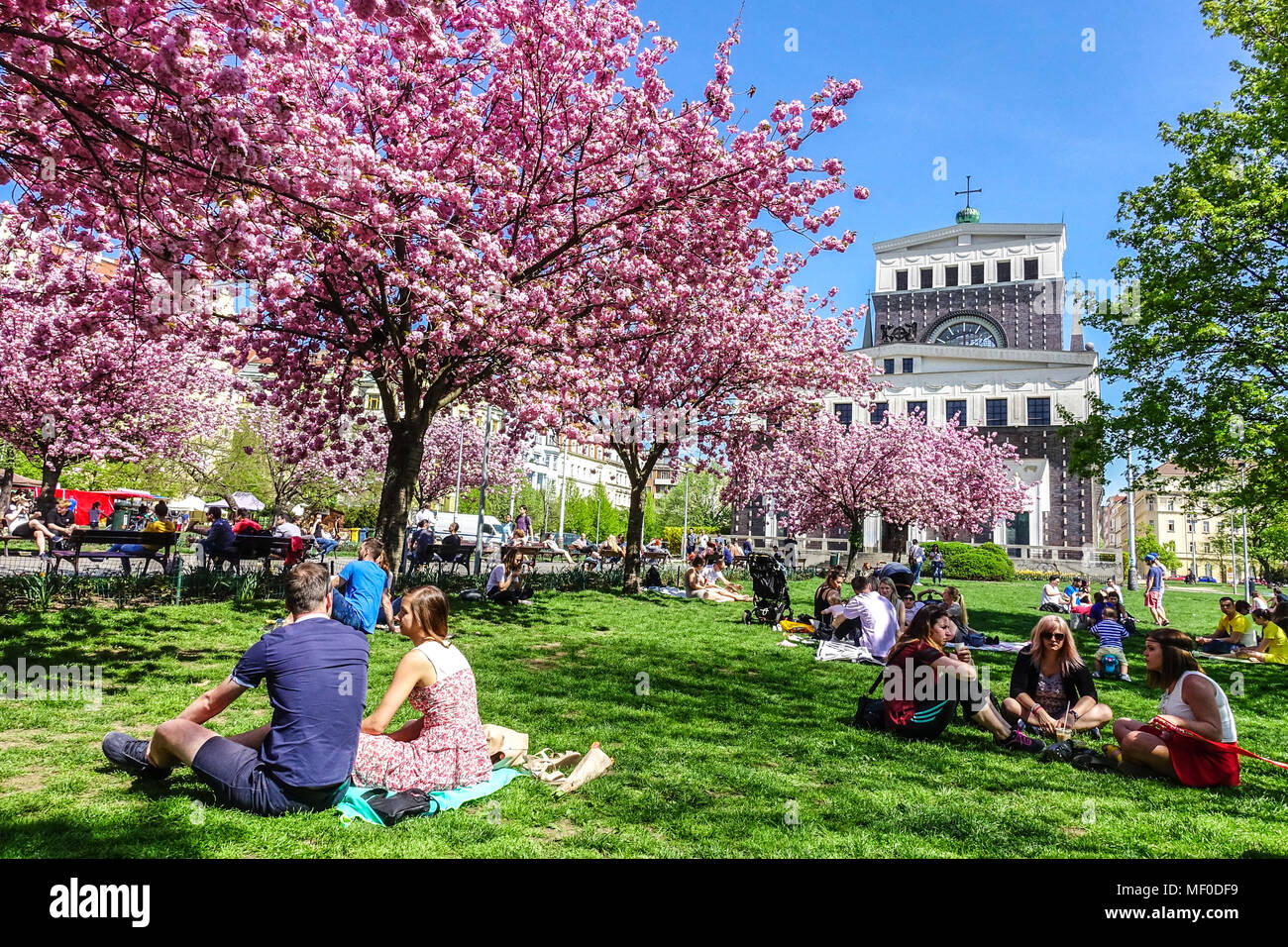 Prague Vinohrady Church of the Most Sacred Heart of Our Lord on Prague Jiriho z Podebrad Square Vinohrady, Prague park blooming cherry trees in spring Stock Photo