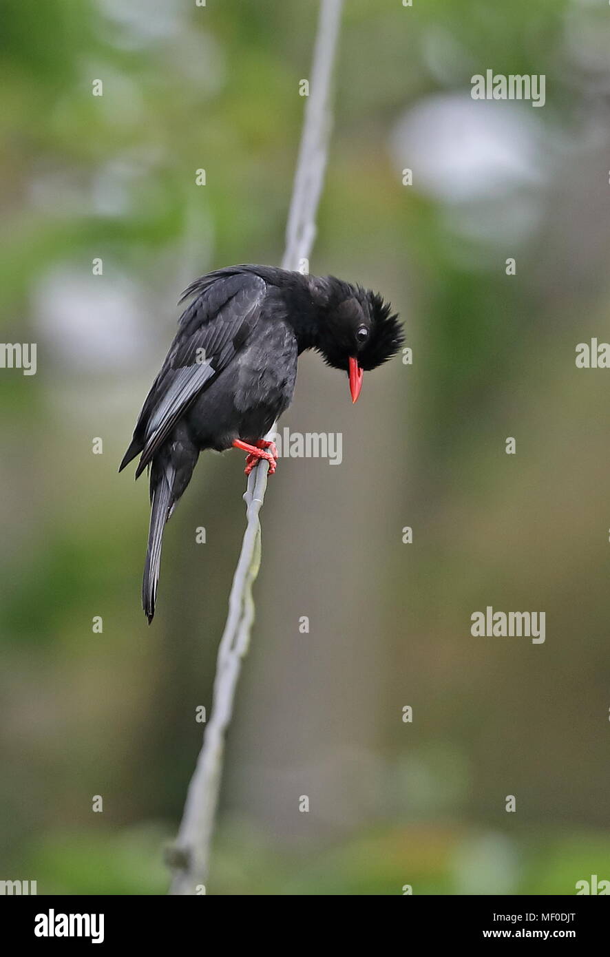 Black Bulbul  (Hypsipetes leucocephalus nigerrimus) adult perched on wire, looking down  Alishan;  Taiwan               March Stock Photo