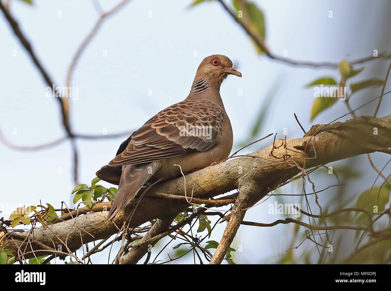 Oriental Turtle-dove (Streptopelia orientalis orii)  adult perched on branch        Jinshan, Taiwan                      April Stock Photo