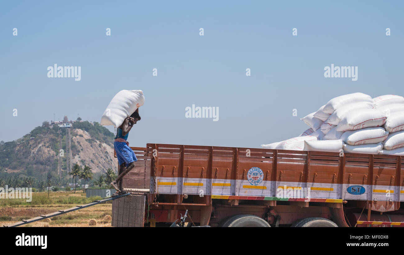 Dindigul, India - March 8, 2018: A worker loads a sack of locally produced grain on to a truck within sight of the hilltop Hindu temple at Palani Stock Photo