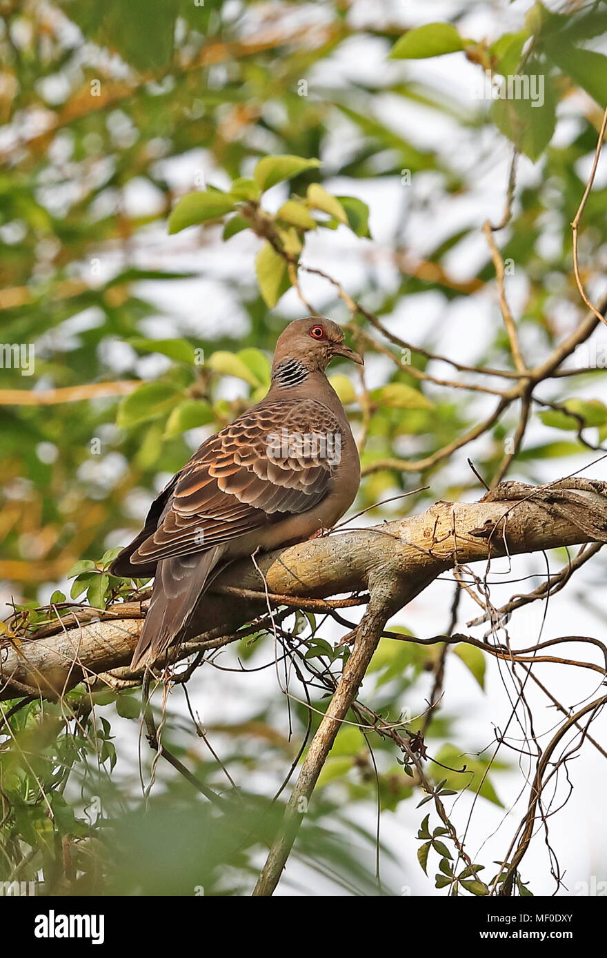 Oriental Turtle-dove (Streptopelia orientalis orii)  adult perched on branch        Jinshan, Taiwan                      April Stock Photo