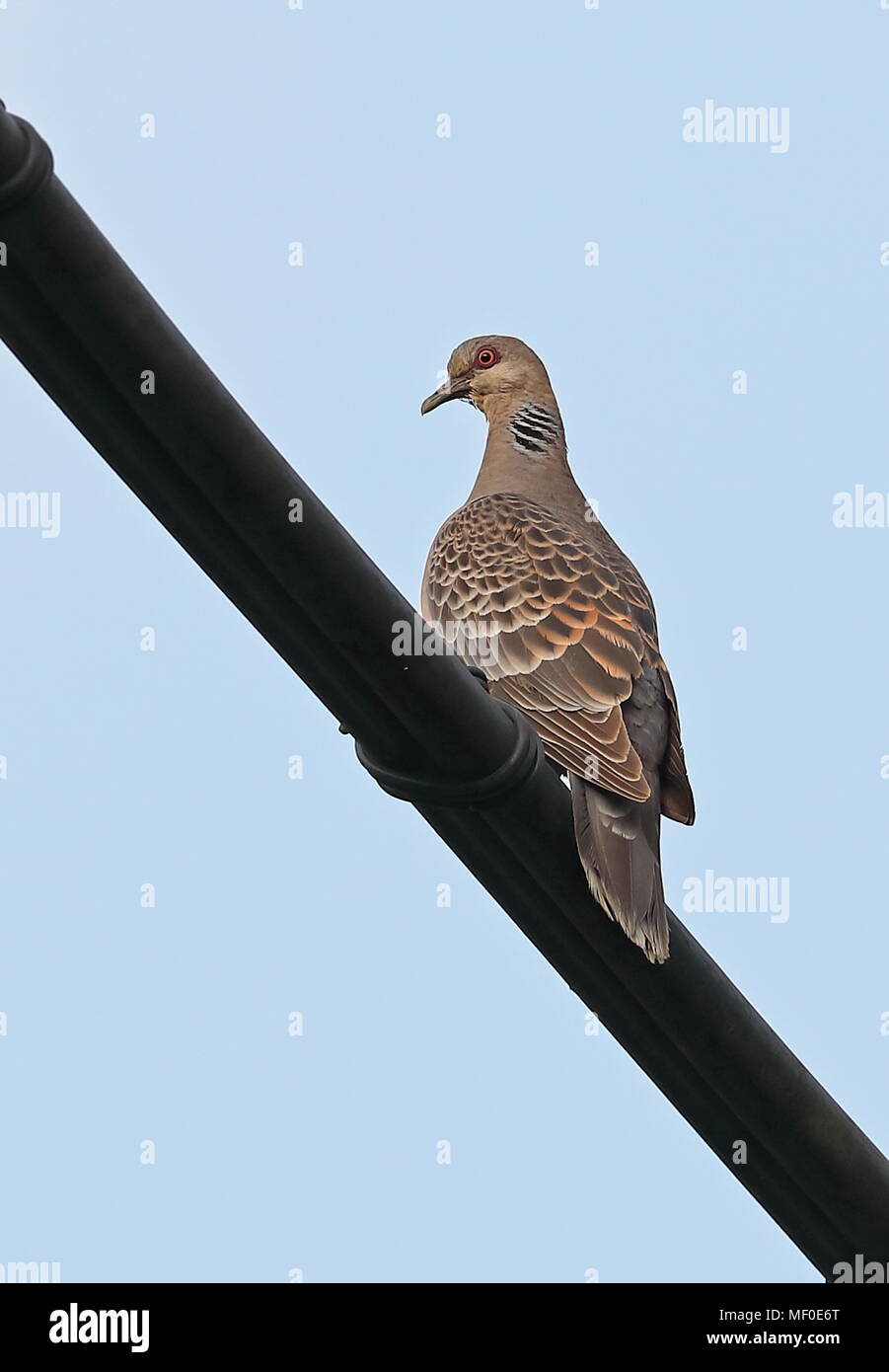 Oriental Turtle-dove (Streptopelia orientalis orii)  adult perched on power-line      Taiwan                      April Stock Photo