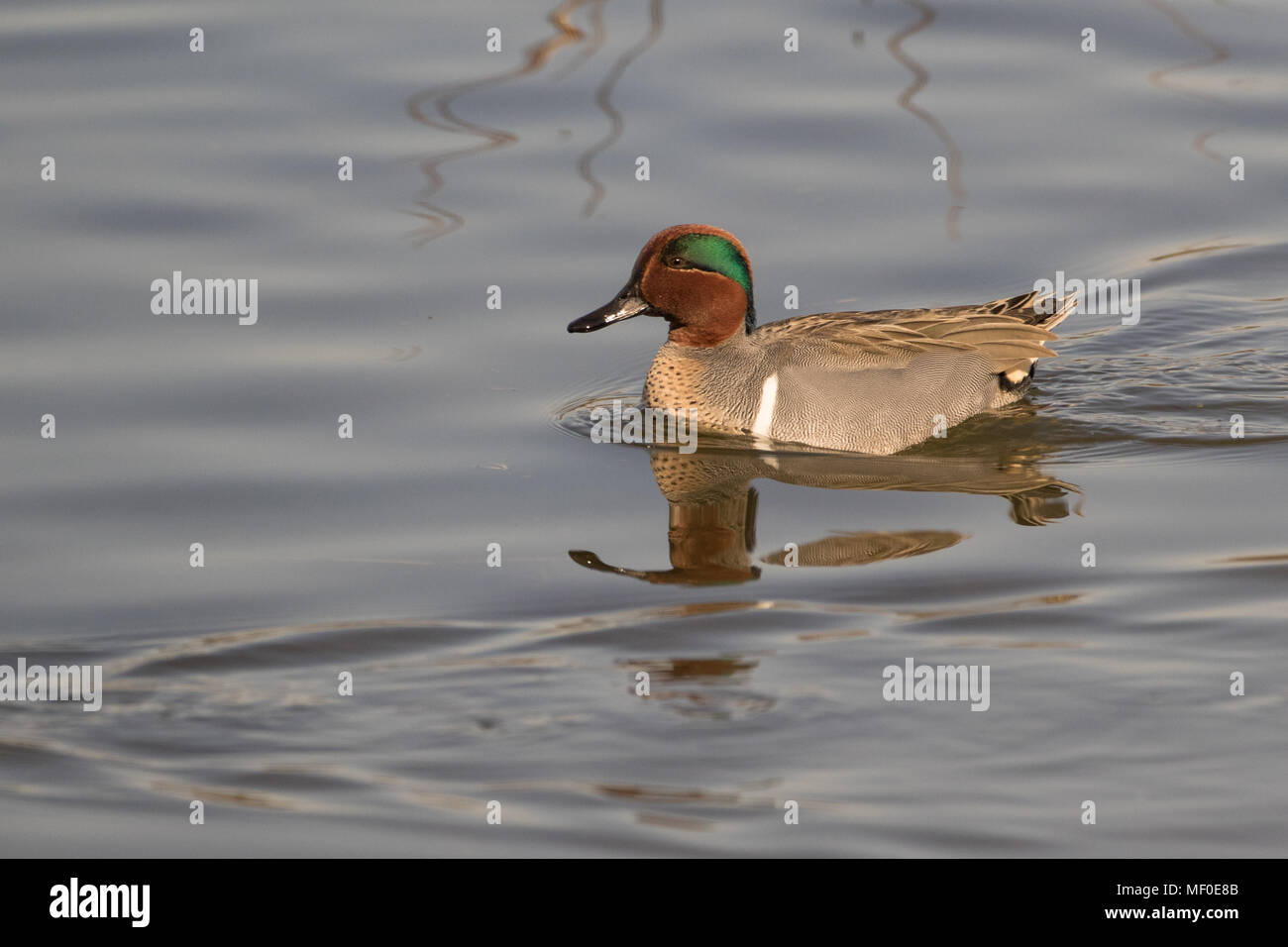 A swimming drake green-winged teal. Stock Photo