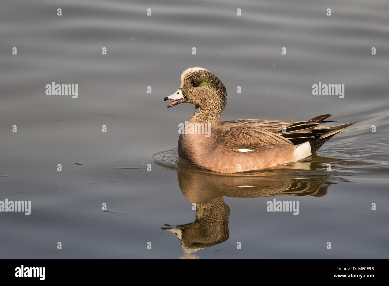 A drake American wigeon calling on the water. Stock Photo