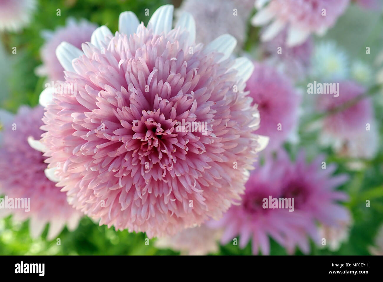 Close up of flowers hi-res stock photography and images - Alamy